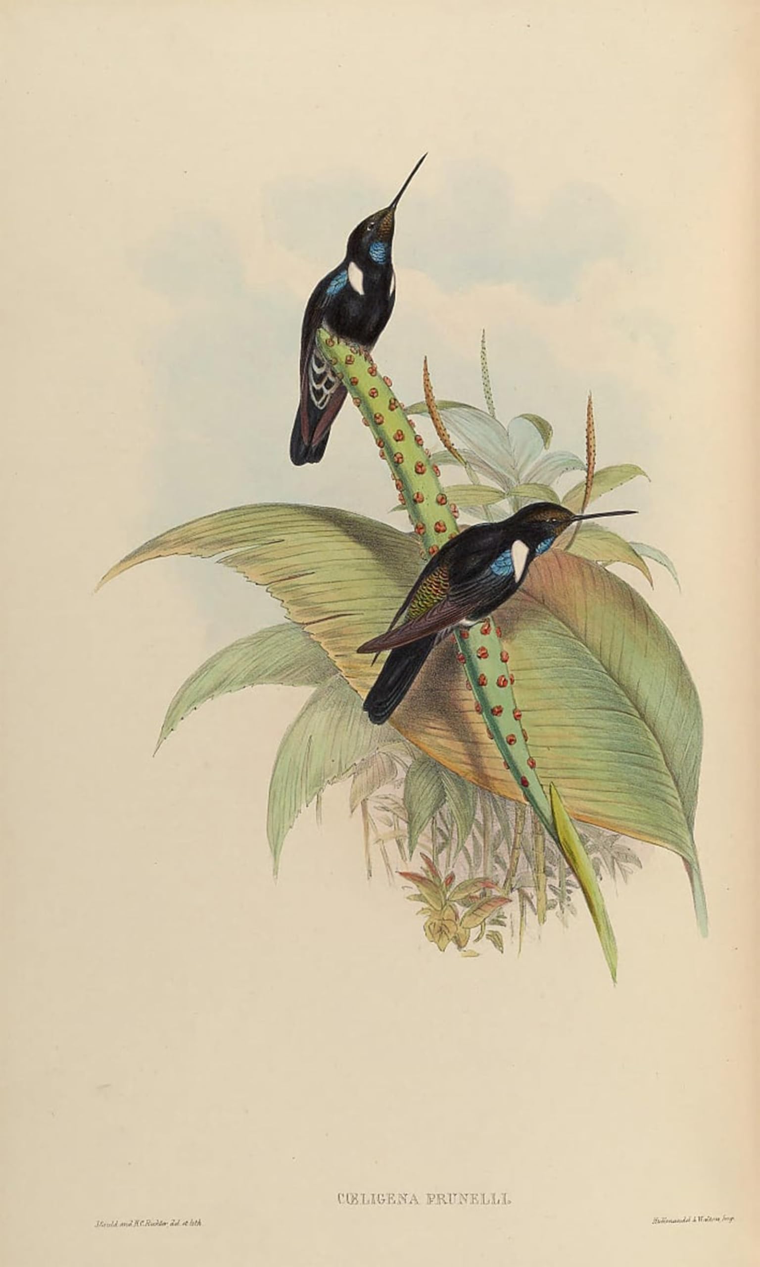 ARTXLXXBN Famous Art Print Poster Vintage Wall Art Animal Bird Coeligena Prunellei by John Gould Canvas Art Poster for Home Decor 60x90cm