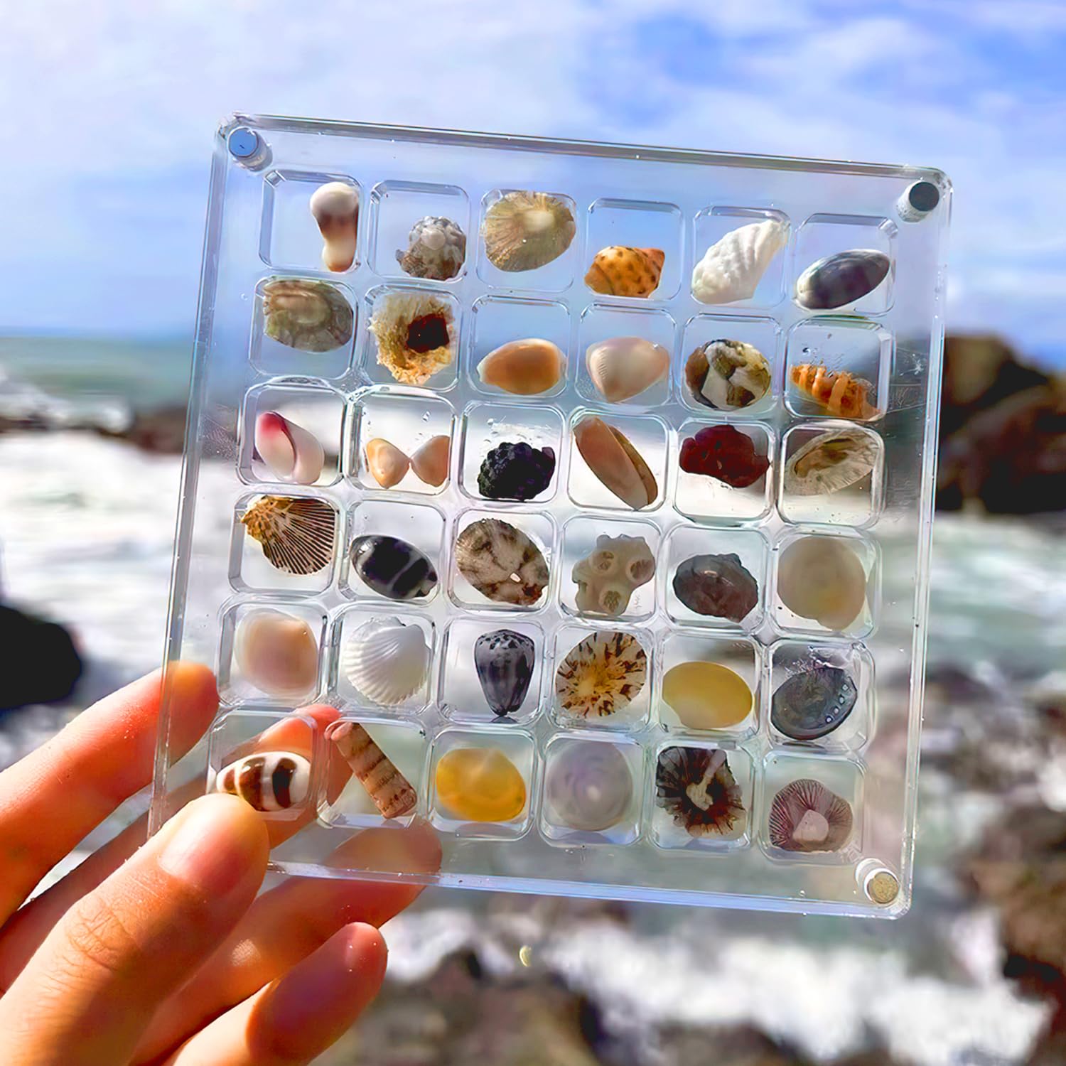 Boîte D'exposition De Coquillages En Acrylique, Boîte De