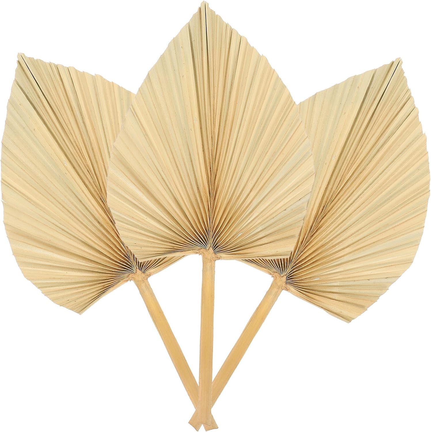 DOITOOL 3pcs Dried Palm Leaf Decoration Natural Palm Fronds for Wedding Party Wall Art Leaf Decor Rustic Floral Arrangement DIY Supply for Home Banquet