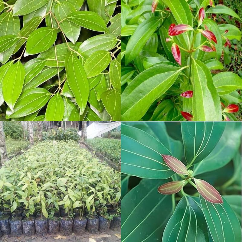 Bay leaf plant, Live Bay leaves plant Tej patta Tamalpatra Indian bay leaf pack of 1-image-41