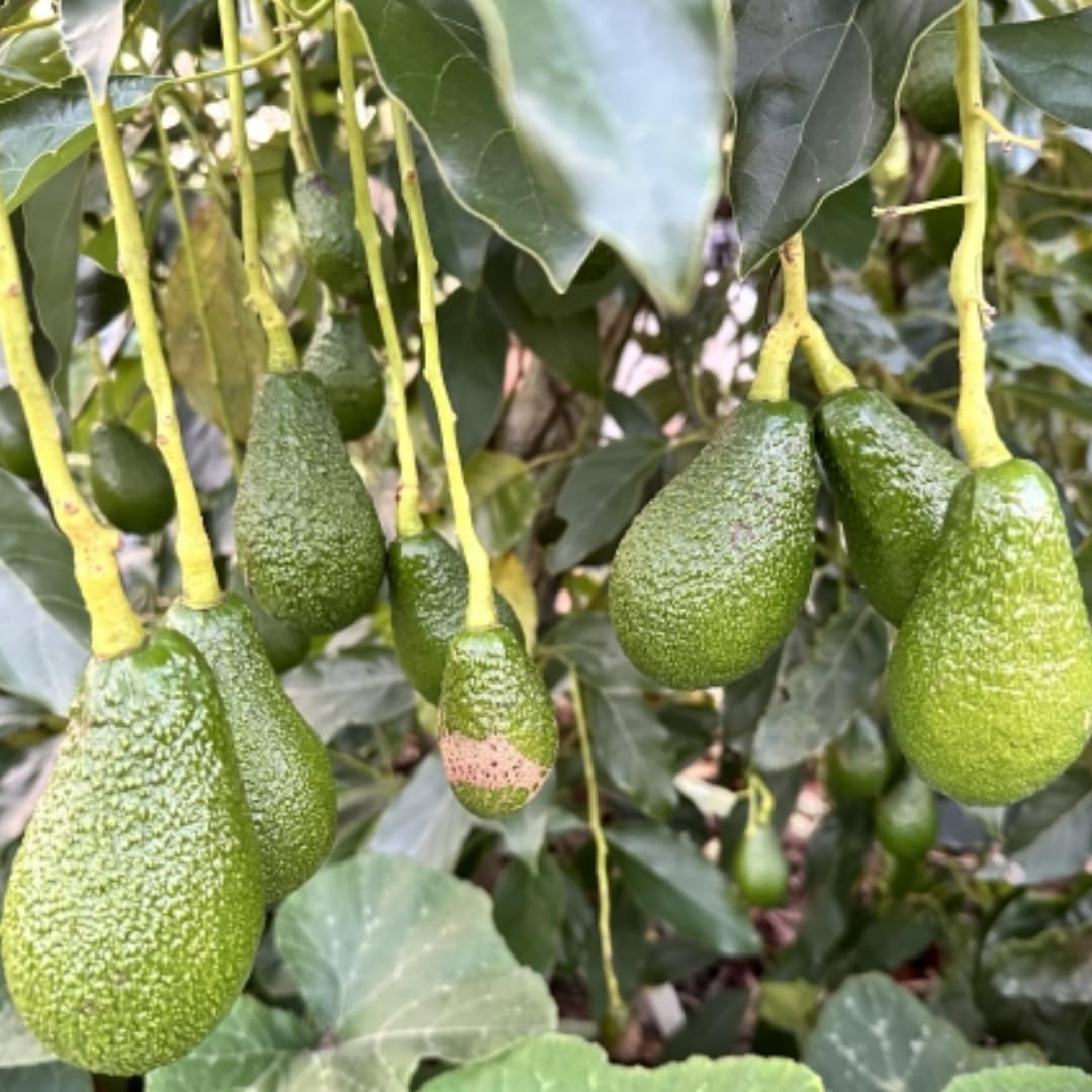 M-Tech Gardens Avocado (" Pinkerton " Butter Fruit/Persea americana, Seedling) Exotic 1 Live Fruit Plant (B0DCJC74KR) Amazon Price History, Amazon Price Tracker