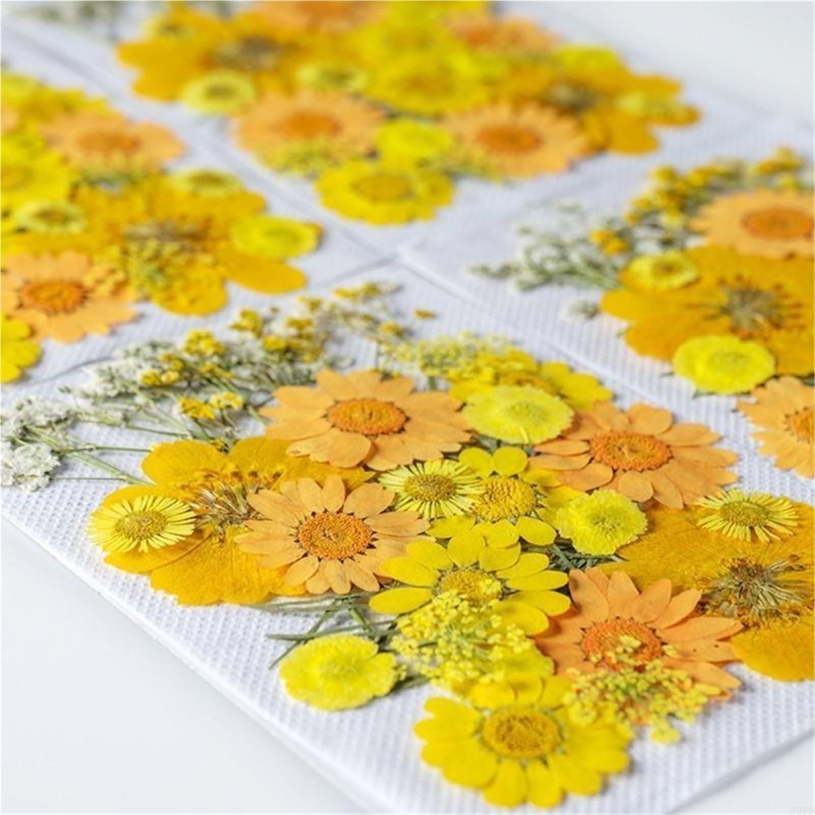 Gepresste Blumen Wunderschöne gepresste Trockenblume