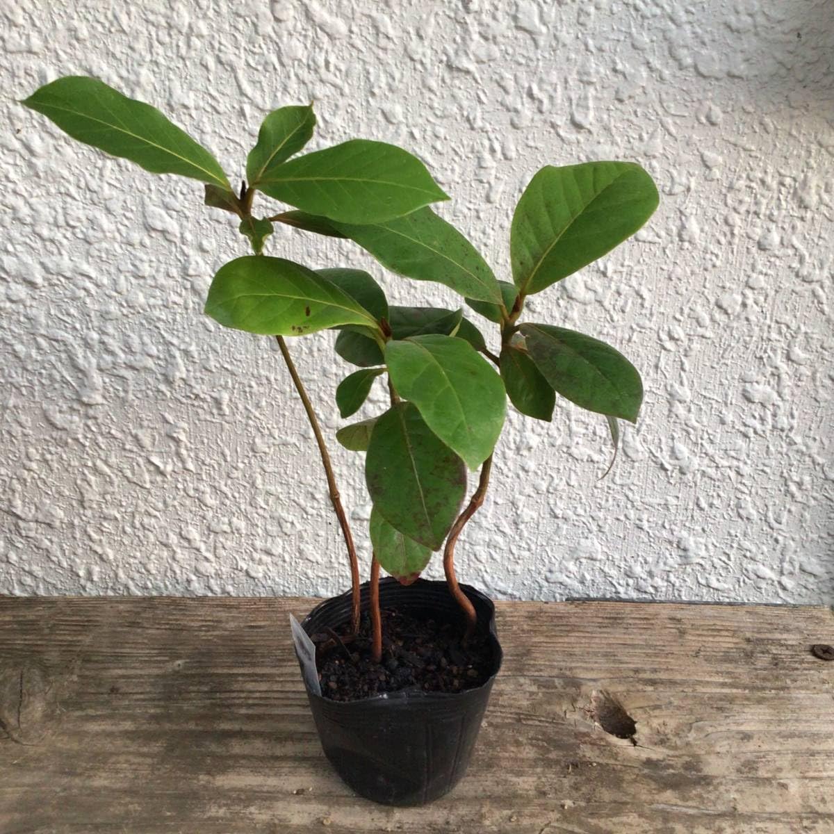 Amazon.co.jp: 3本セット！双葉が落ち、木質化が始まっている苗です