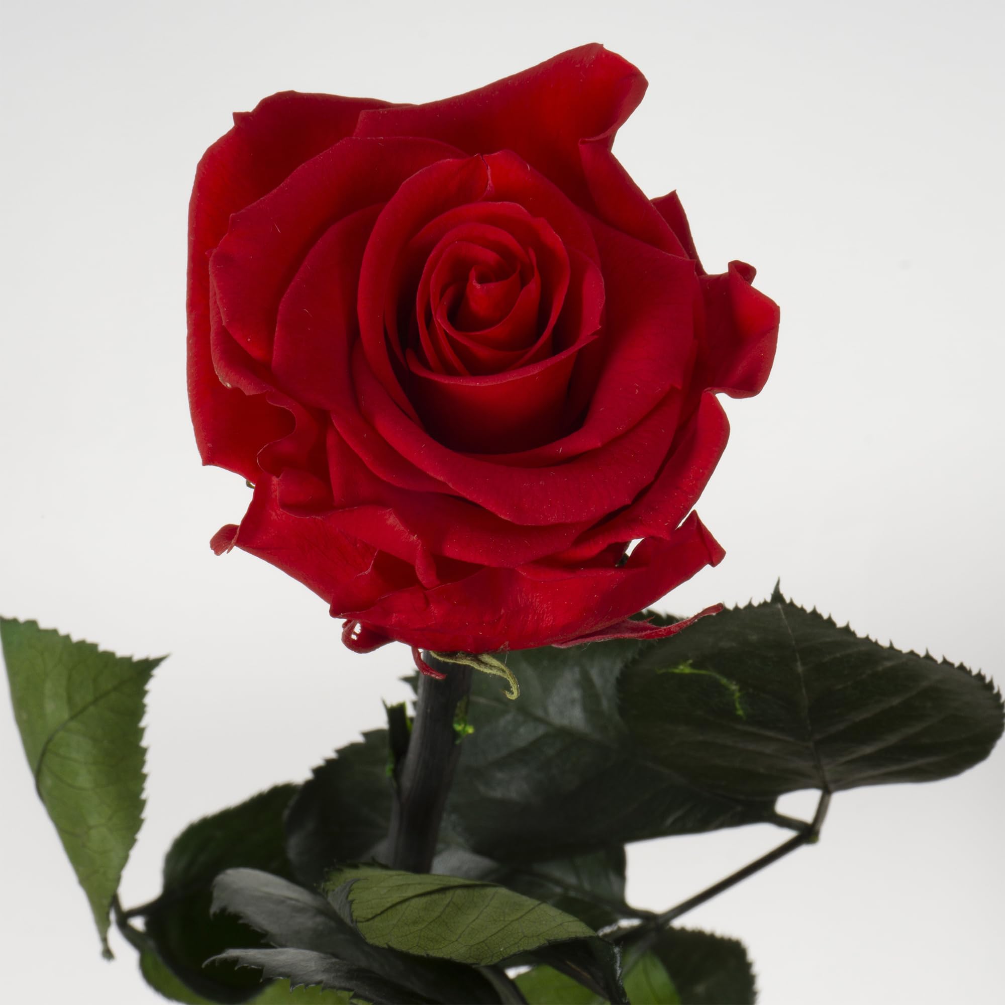 Rosa Stabilizzata Vera, Fiori 100% Made in Italy - Pronta in Elegante Confezione Regalo con Nastrino - Idea Regalo Mamma, Anniversario, Compleanno Donna e San Valentino, Rose con Stelo (Rossa, 1)