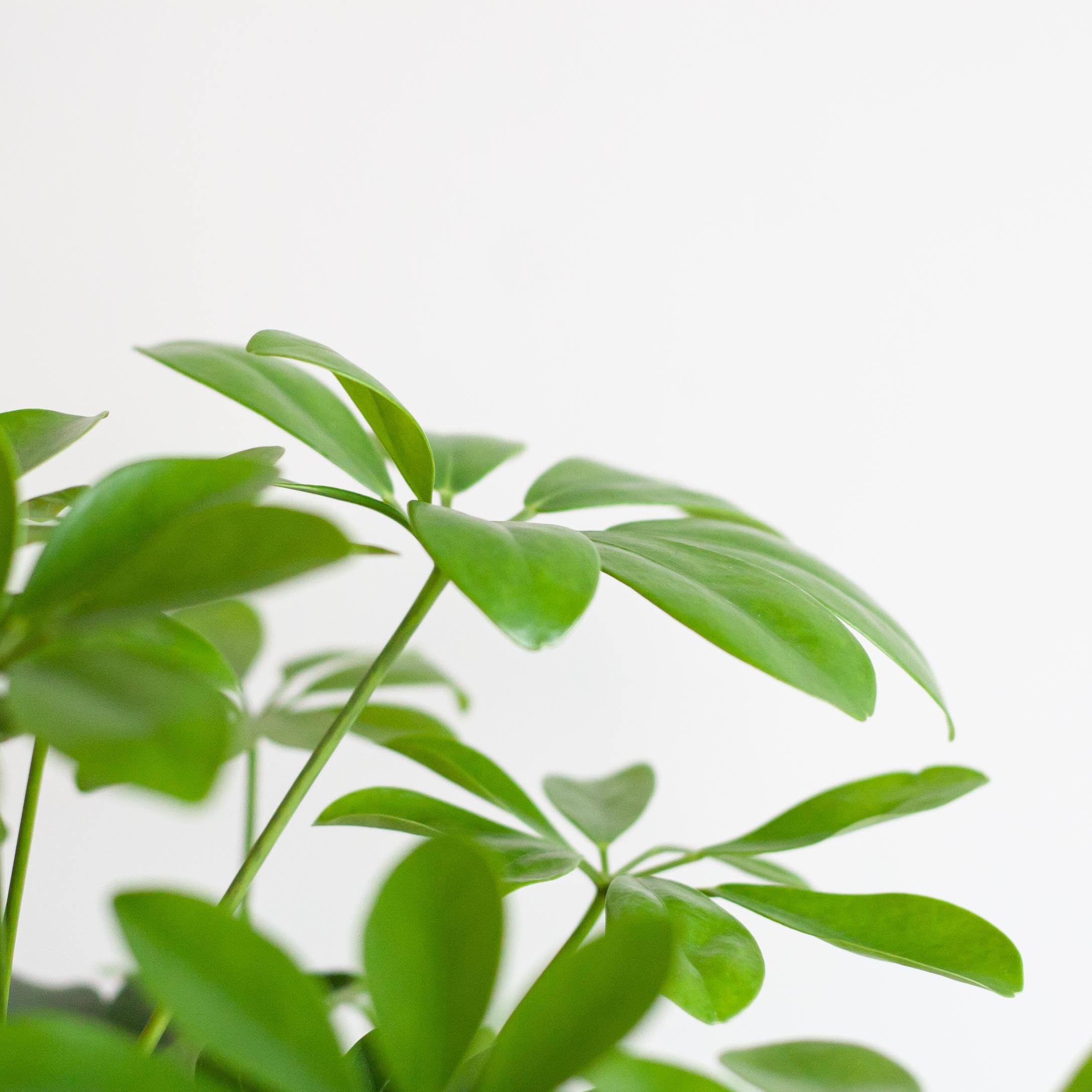 Schefflera Arab Nora mit Korb Sofia natur - 70-80cm - Ø21cm - Zimmerpflanze - Immergrün
