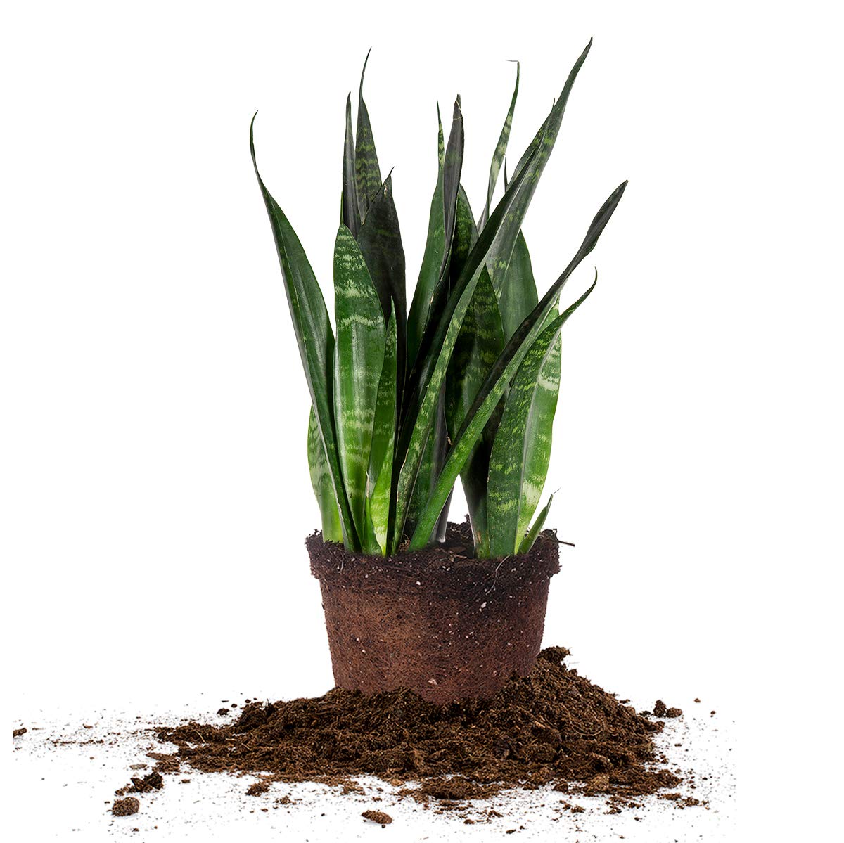Perfect Plants Black Coral Snake Plant