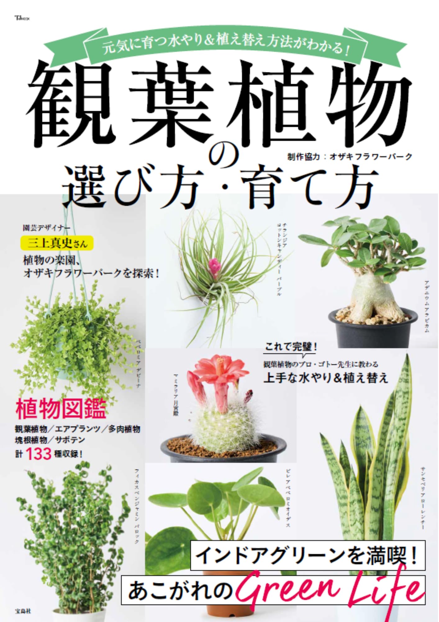 その他観葉植物 moomooo 全商品一覧/ 人気の観葉植物、お祝いギフト、移転祝い、開店祝い