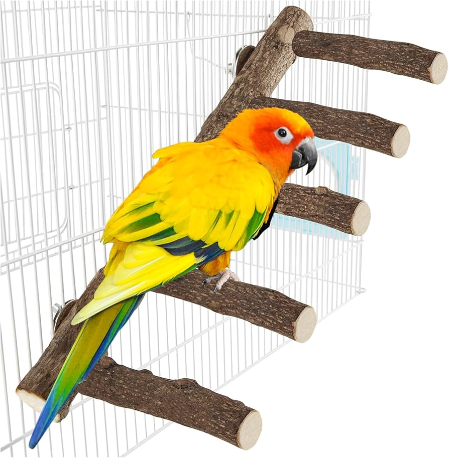 How Cold Can a Sun Conure Stand: Essential Care Tips