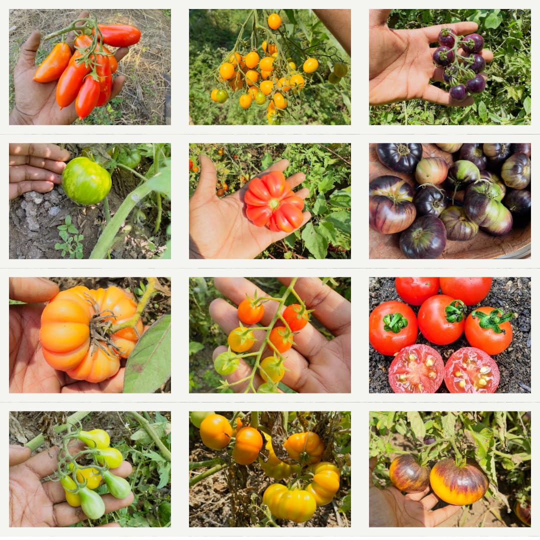 Premium Heirloom Tomato Mix Seeds for Home Garden | Colorful Variety (Red, Yellow, Purple, Green) | High Germination, Non-GMO & Open-Pollinated | Pack of 100 Seeds-image-16