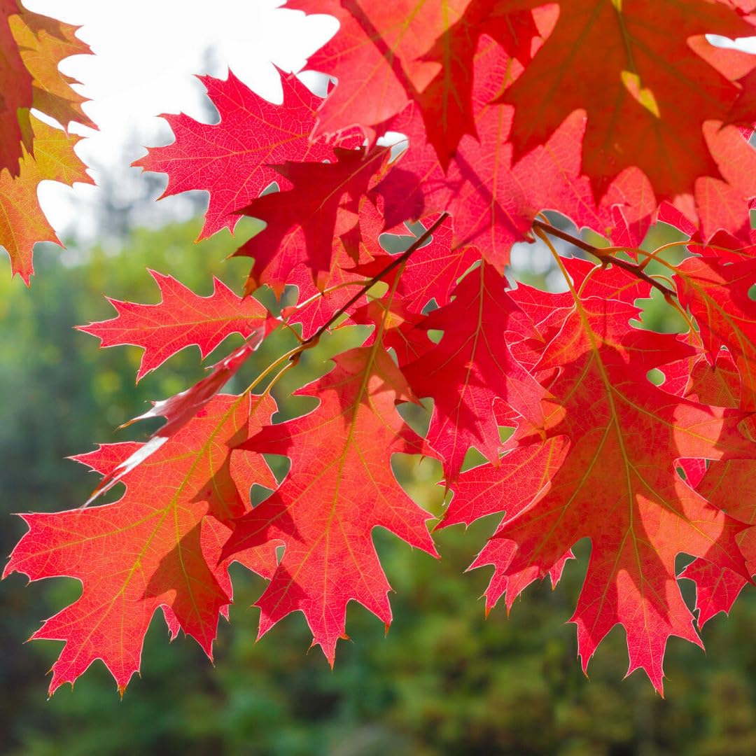 Quercia rossa americana "Quercus rubra" quercia scarlatta pianta in vaso ø19 h. 120/150 cm Vivaio di Castelletto