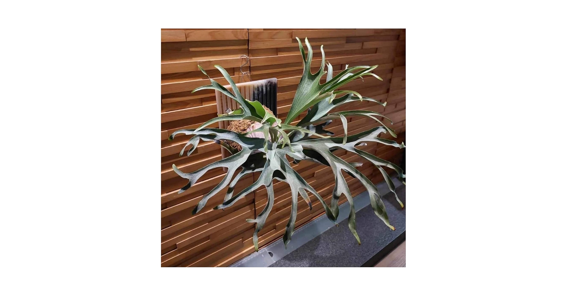 Amazon.co.jp: P.alcicorne 'Gorgon' spored ＠ビカ森wife