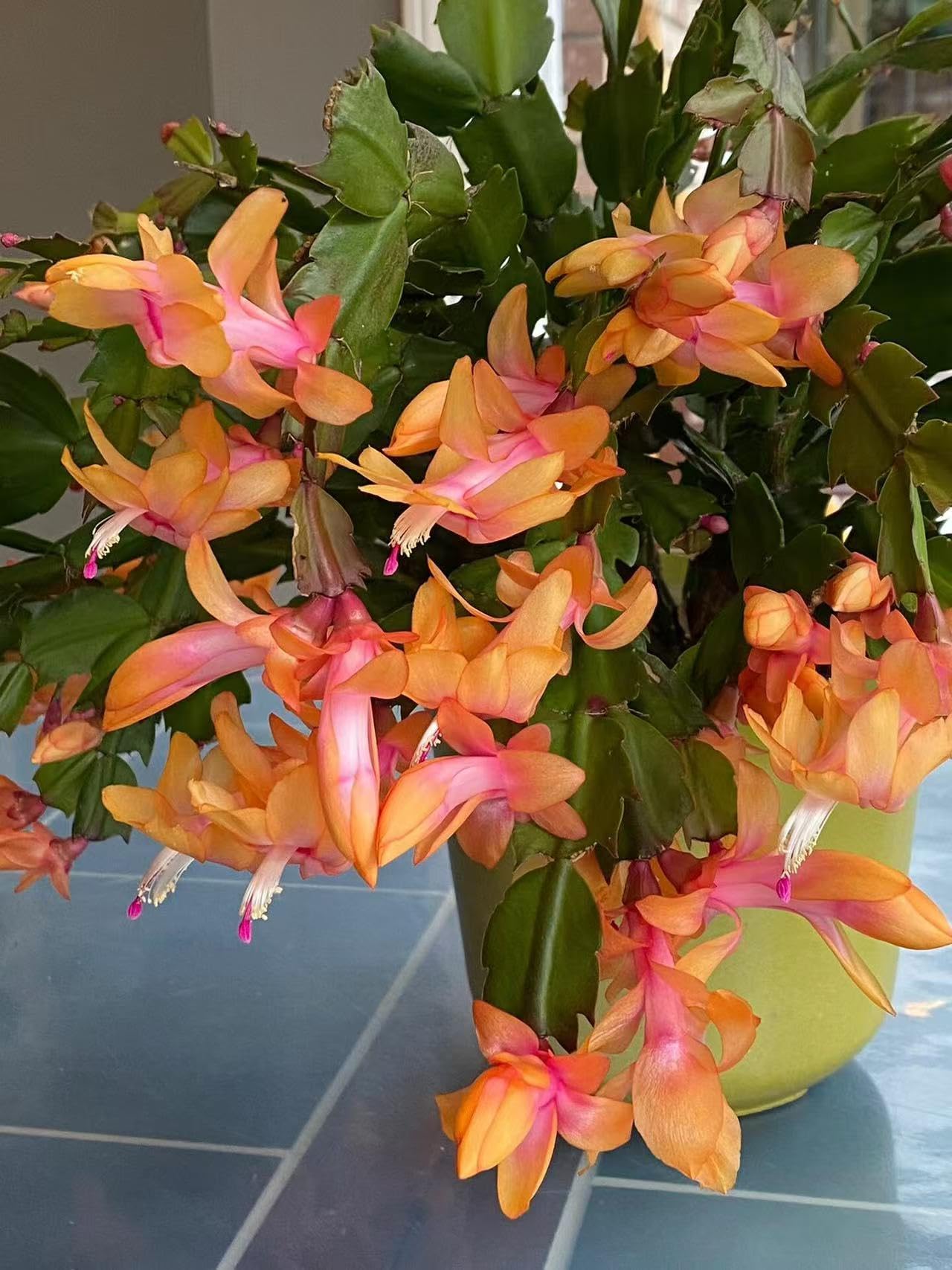 Amazon.com : LanQx Christmas Cactus (Zygocactus)-Indoor Potted Plants -Schlumbergera  Plant- Suitable for Living Room and Office-Hardy Plants-Flowering in Winter  (Yellow) : Patio, Lawn & Garden