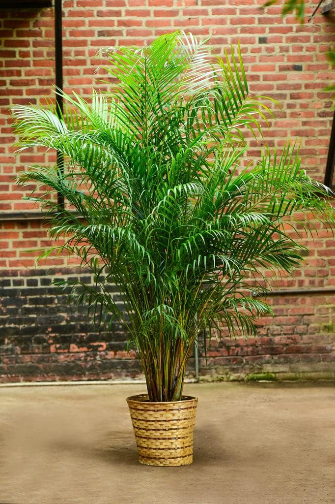 Decor Live Areca plam plant indoor Plant For Home and Gardening (1)-image-18