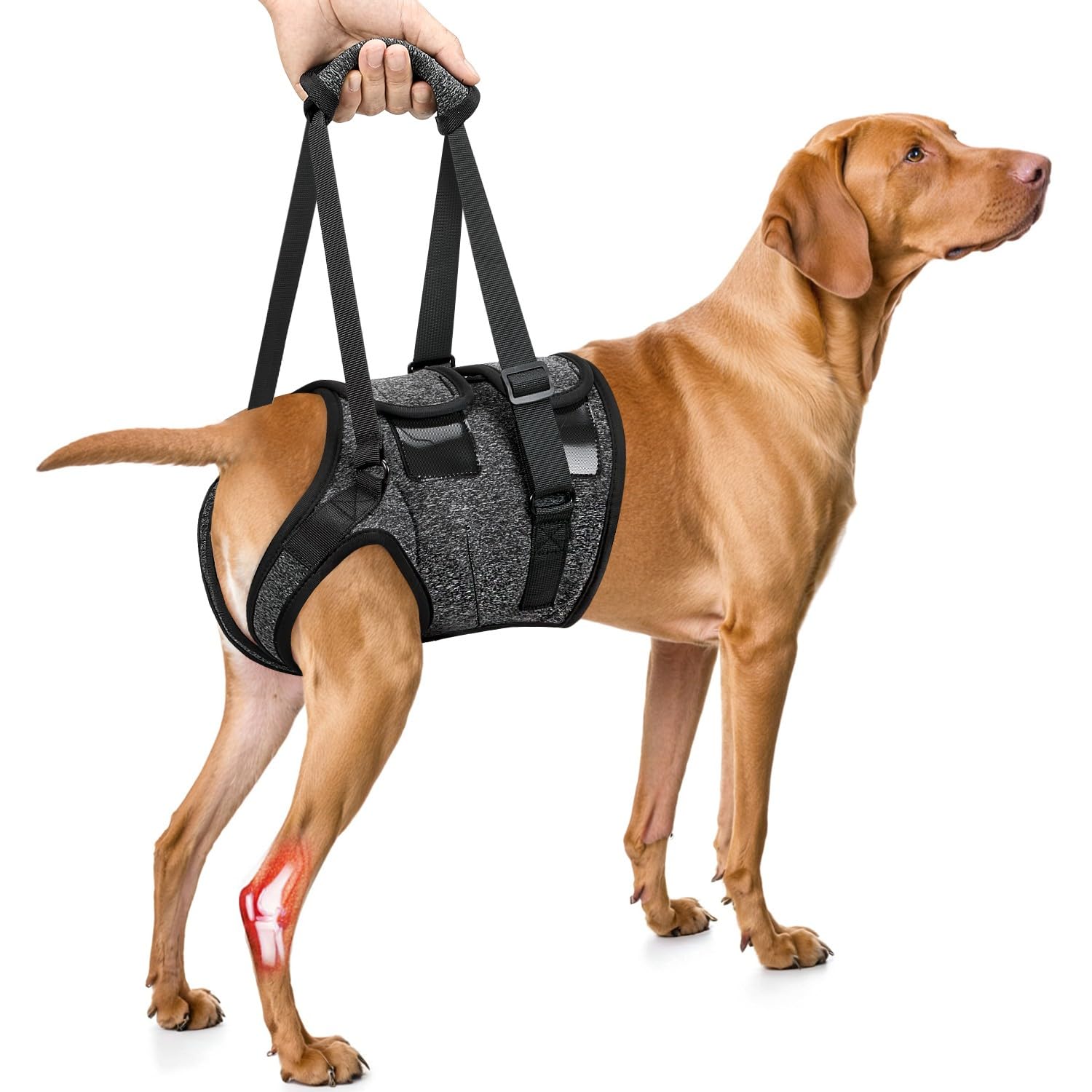 Nasjac Support Sling for Dog - Soft Adjustable Lifting Harness for Rear Legs, Recovery Assistance and Mobility Aids for Senior, Injured, Disabled and After ACL Surgery Medium Large Dogs
