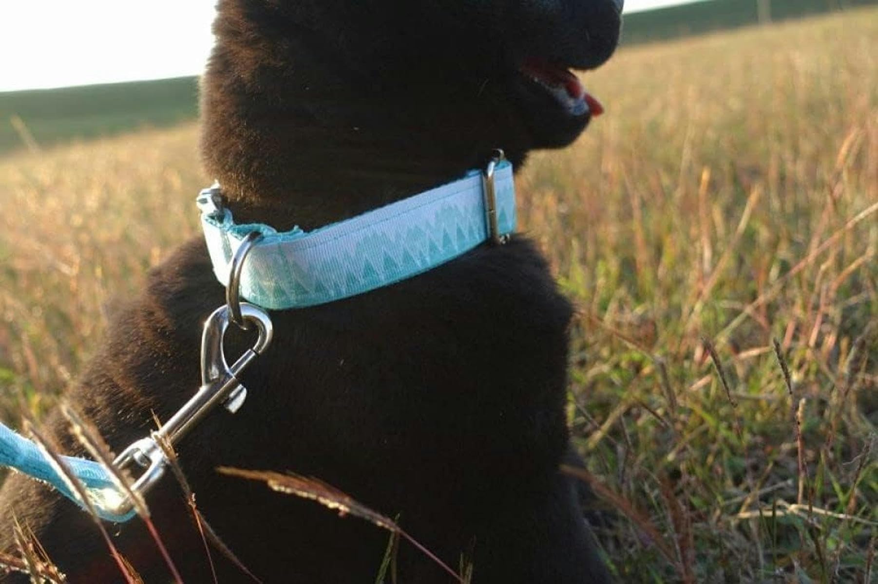 Collier imprimé Style Frais pour Chien 5 Tailles - Ensemble Collier et Laisse pour Chien - S