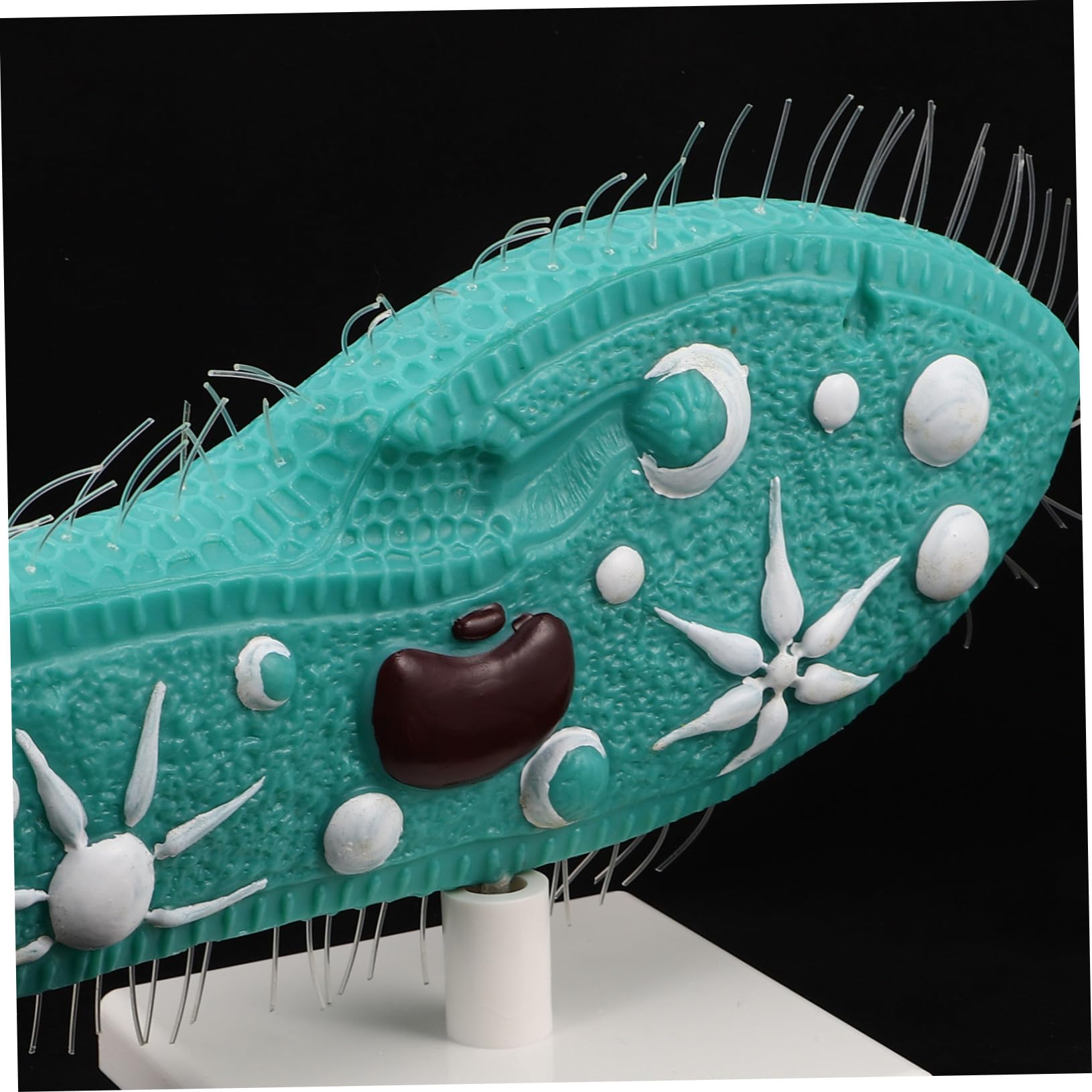 HANABASS Modell Detaillierte Pantoffeltierchen aus Ständer Anatomisches PVC Naturwissenschaftliches Bildungsmodell Cilien Stabiles Standfuß für Mittelstufen Biologie für Unterricht
