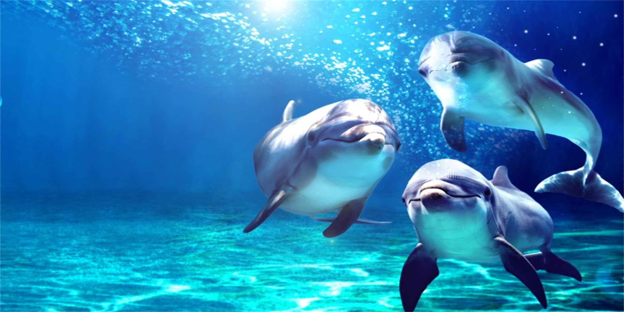 MIRRORANG 61x41cm Underwater World Fish Tank Poster Background Ocean Dolphins Animal Aquarium Background Decoration for Fish Tank — image 1