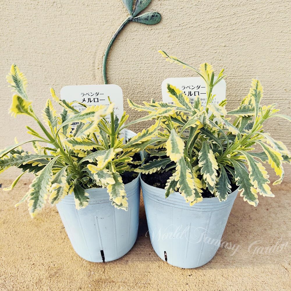Amazon｜ハッピーガーデン 花苗 斑入り葉 ラベンダー メルロー 1