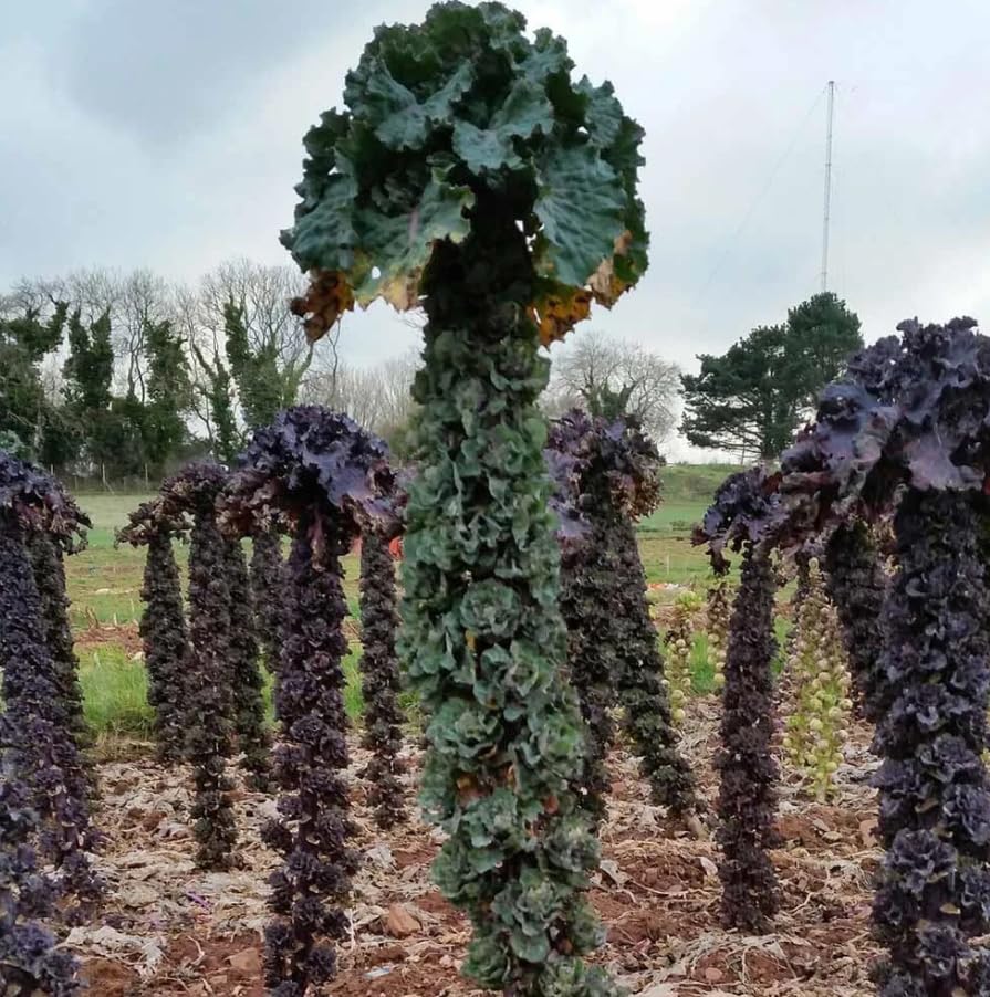 1 Pack of 10 SEEEDS Kalettes - Kale Crossed Brussels Sprout
