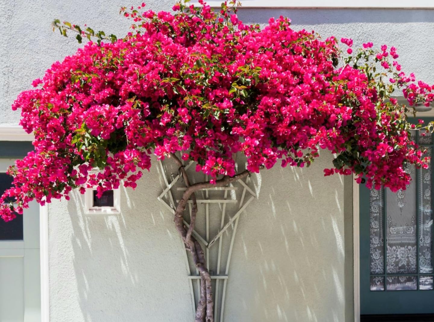 50+ SEEDS- Pink Bougainvillea Flower Seeds For Gardening. DIY Seeds Pack. (B0D6G3XL5F) Amazon Price History, Amazon Price Tracker