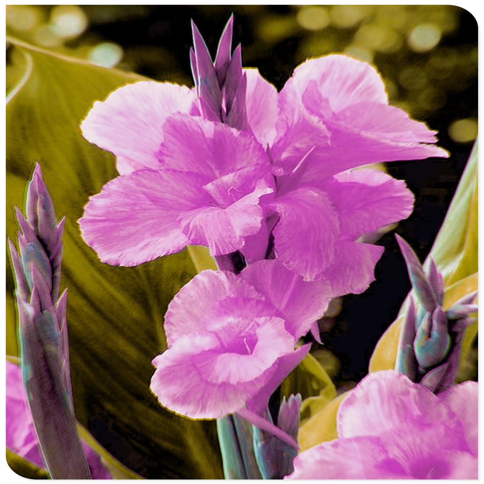 Canna Lily Bulbs Mix Flowering, Canna Lily Tubers, Canna Lily Grow Fast. Exotic, Excellent Display, Canna Lily Easy to Plant, Canna Lily Hardy Perennial Canna Plants UK,-3bulbs-B