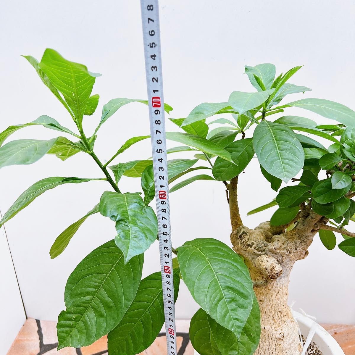 現品　バオバブの木　バオバブ　アダンソニア　ディギタータ　輸入株　ドライガーデン 現品 バオバブの木 バオバブ アダンソニア ディギタータ 輸入株