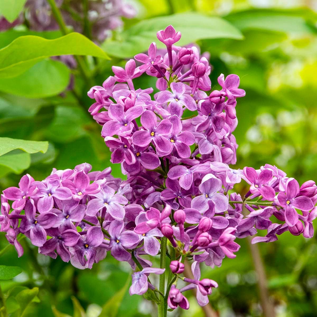 Rosie Beach Party Pink Flowering Southern Lilac Dormant Bare Root Flowering Starter Shrub (1-Pack)