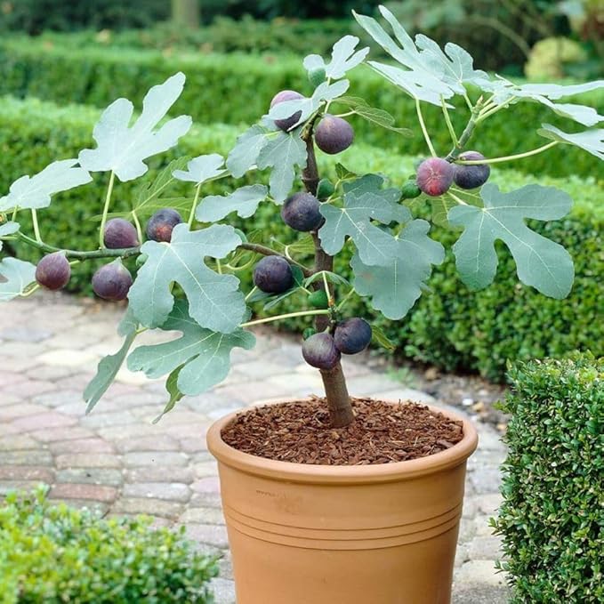 Fig Tree Chicago Hardy 5 Gallon - (Due to Agricultural Laws, we Cannot Ship to CA, AZ, AK, or HI)