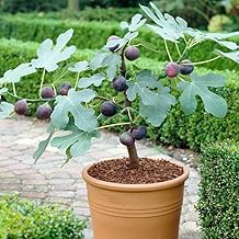 Fig Tree Chicago Hardy 5 Gallon - (Due to Agricultural Laws, we Cannot Ship to CA, AZ, AK, or HI)