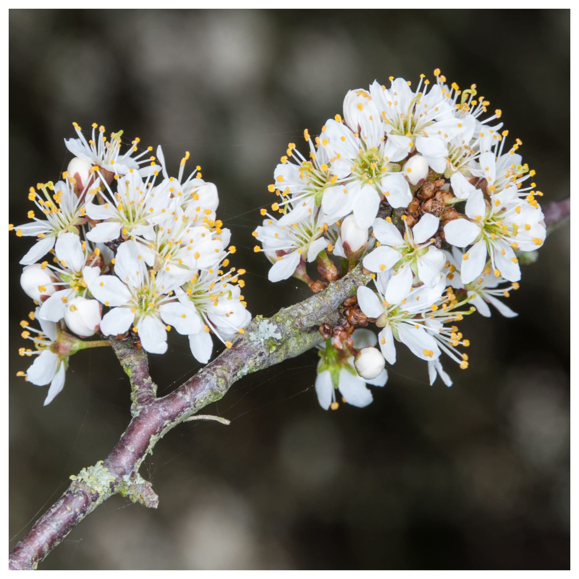 25 Blackthorn Hedging Plants 3-4ft, Prunus Spinosa,Edible Sloe Berries,Sloe Gin 3fatpigs®, Green,White