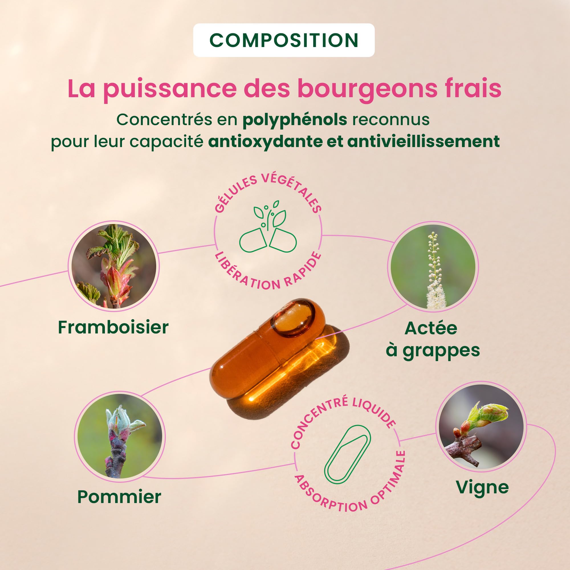 HERBALGEM - GEMMOCAPS Perimenopause - Complément Sans Hormones - Contrôle les Bouffées de Chaleur Et Réduit Les Sauts D'Humeur - 30 Capsules