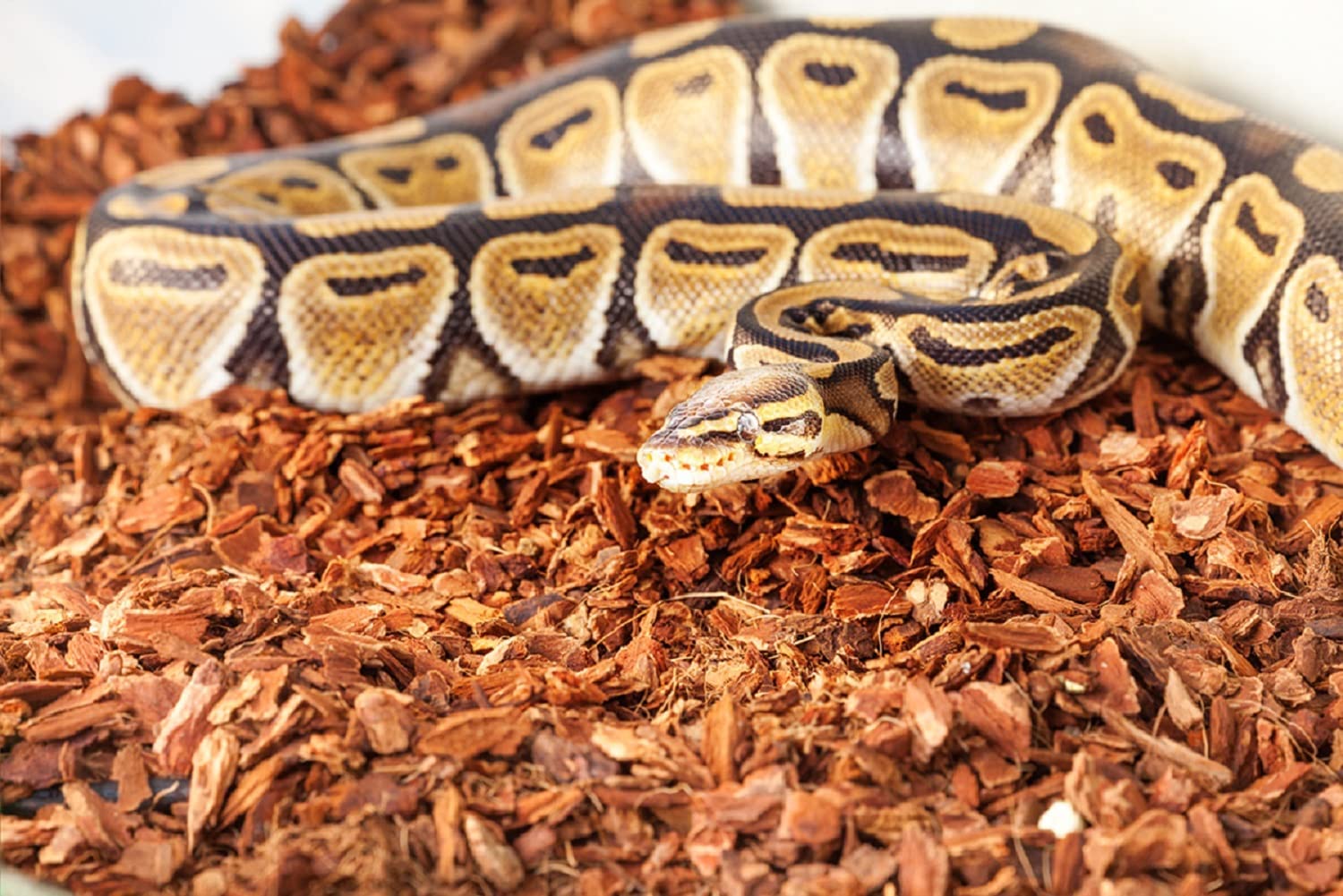 Premium 100L Block - Torffreies Bodengrundsubstrat für Haustier-/Tiereinstreu - Geruchsfrei, haustiersicher, biologisch abbaubar, 100% natürlich, umweltfreundlich
