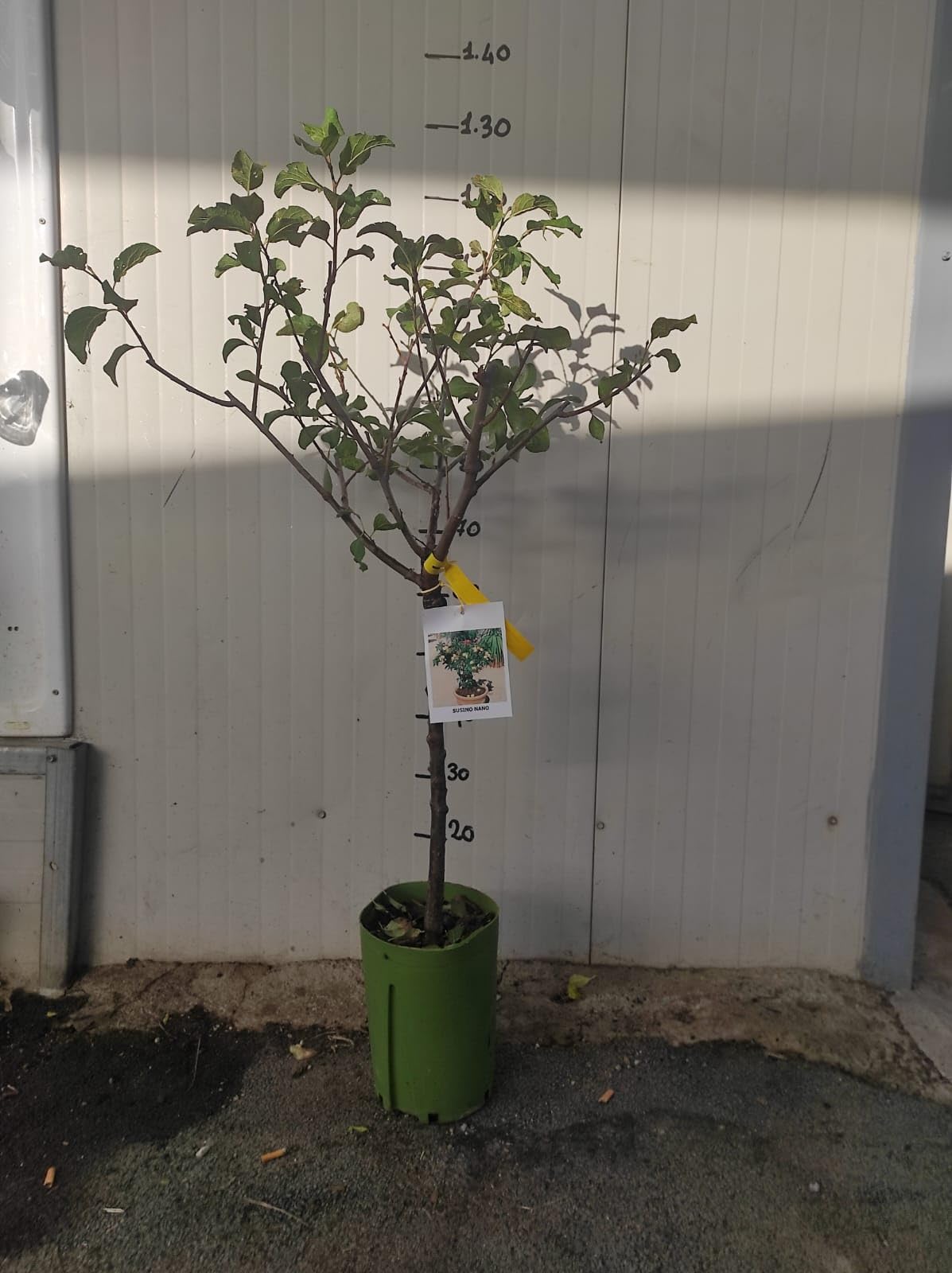 Vivaio Garden Forest - Susino nano 130 cm, pianta da frutto viola, susino nano da vaso, susine gialle, albero rustico resistente
