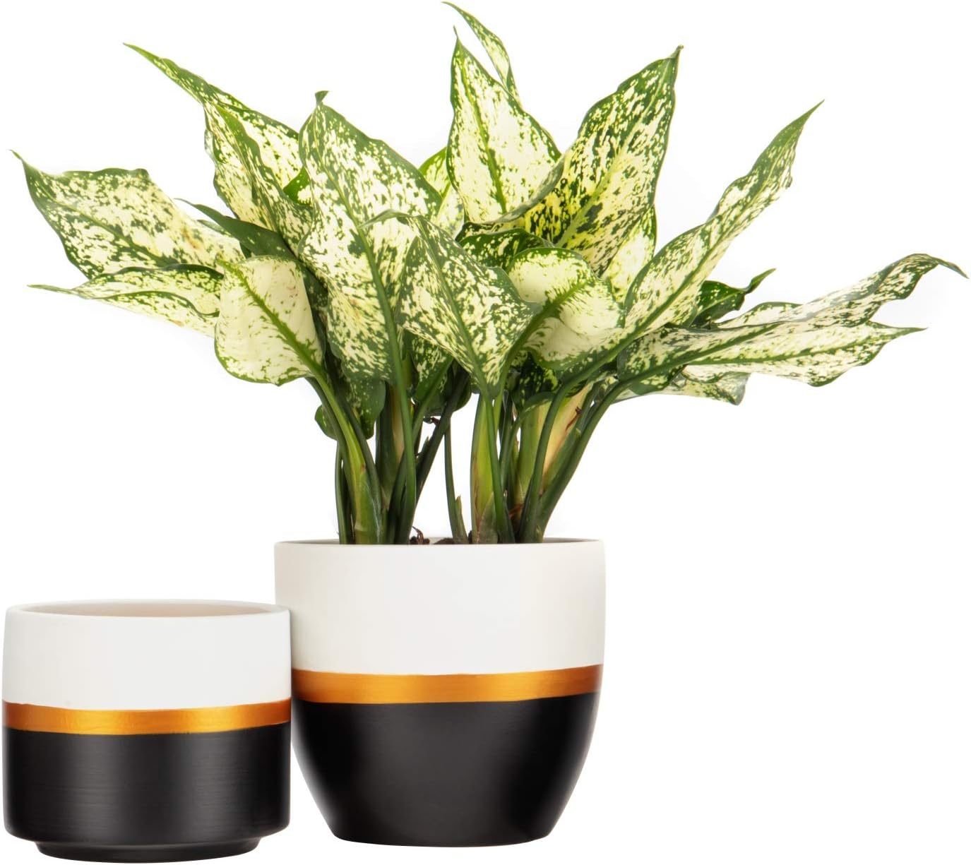 JUNROYM Matte White & Black Ceramic Flower Pot 6 inch Set of 2 Indoor Planters with Drainage Hole Gold Detailing