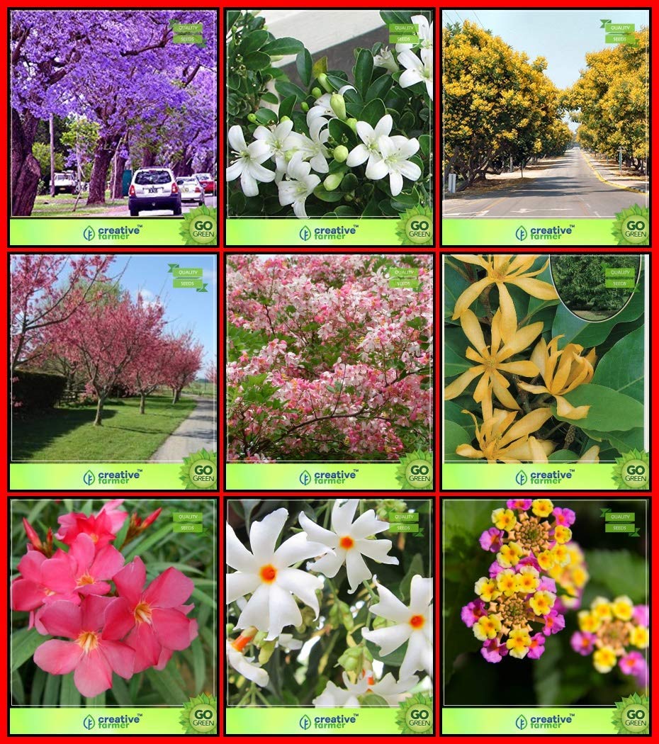 OhhSome Plant Seeds Combo Tree Seeds : Jacaranda, Orange Jessamine, Peltophorum, Himalayan Cherry, Michelia Champaca, Apple Blossom, Nerium, Queen Of The Night, Tickberry Terrace Gardening - Eco (B07WN5V4CK) Amazon Price History, Amazon Price Tracker