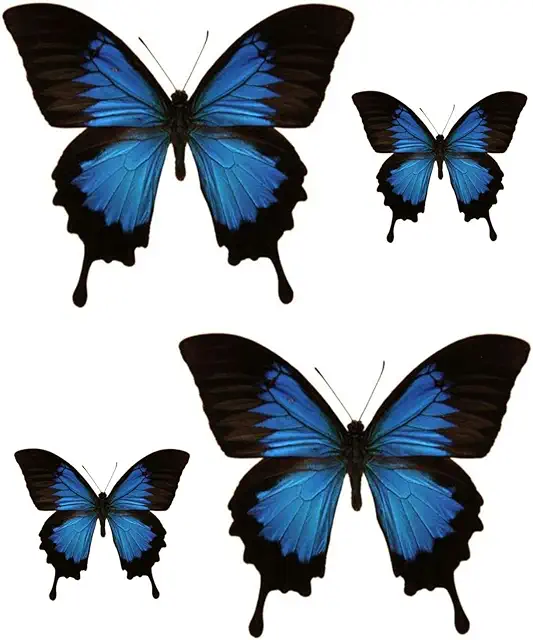 Lot de 4 Autocollants Papillon Bleu Noir pour Voiture et Moto