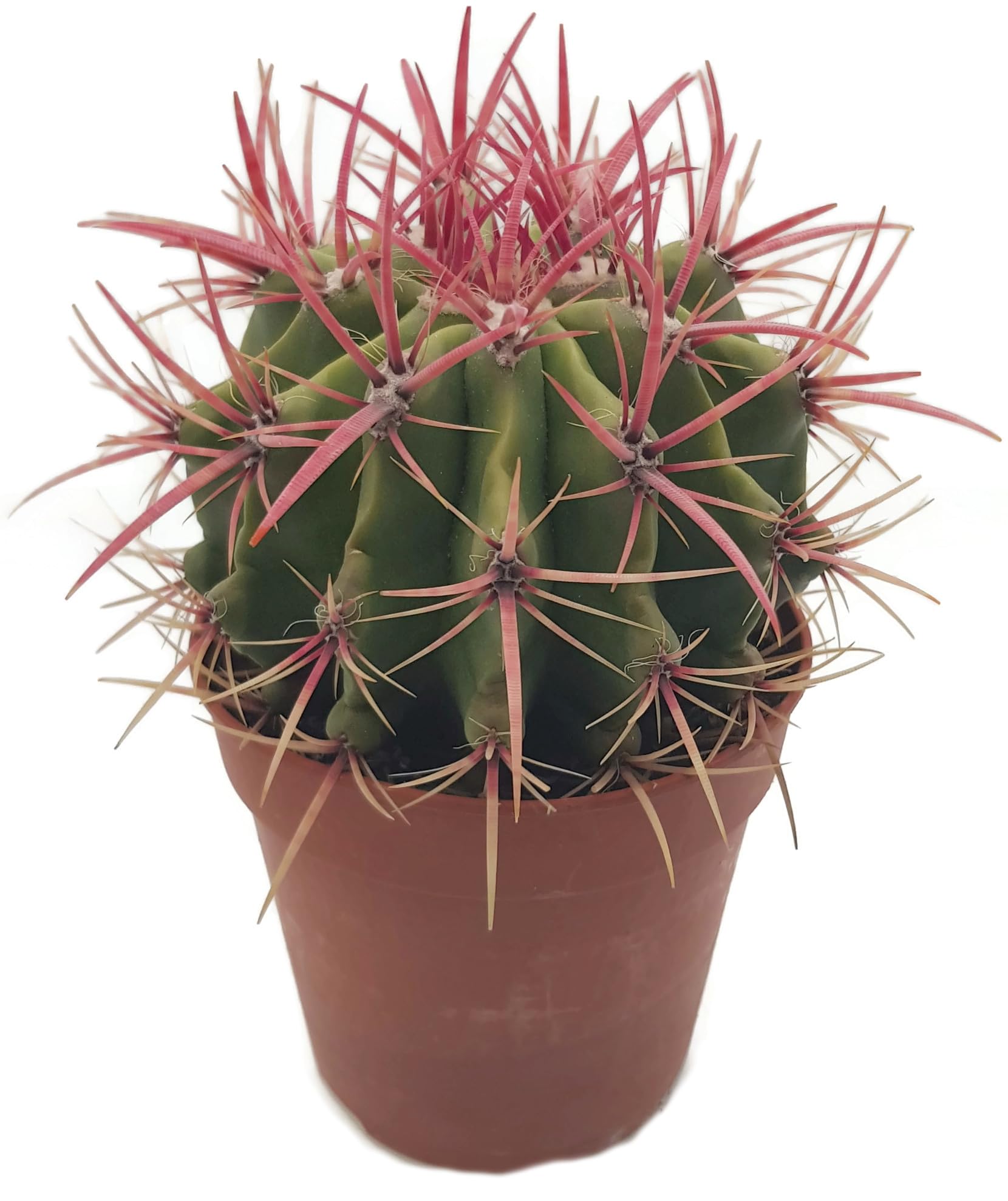 richtige blumenerde für zimmerpflanzen Erde für Zimmerpflanzen main image 0