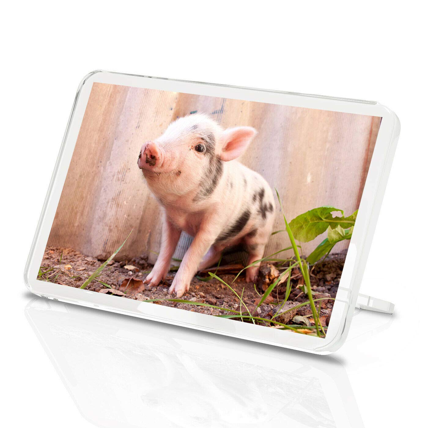 Cute Piglet Classic Fridge Magnet - Micro Pig Farm Animal Baby Fun #15589