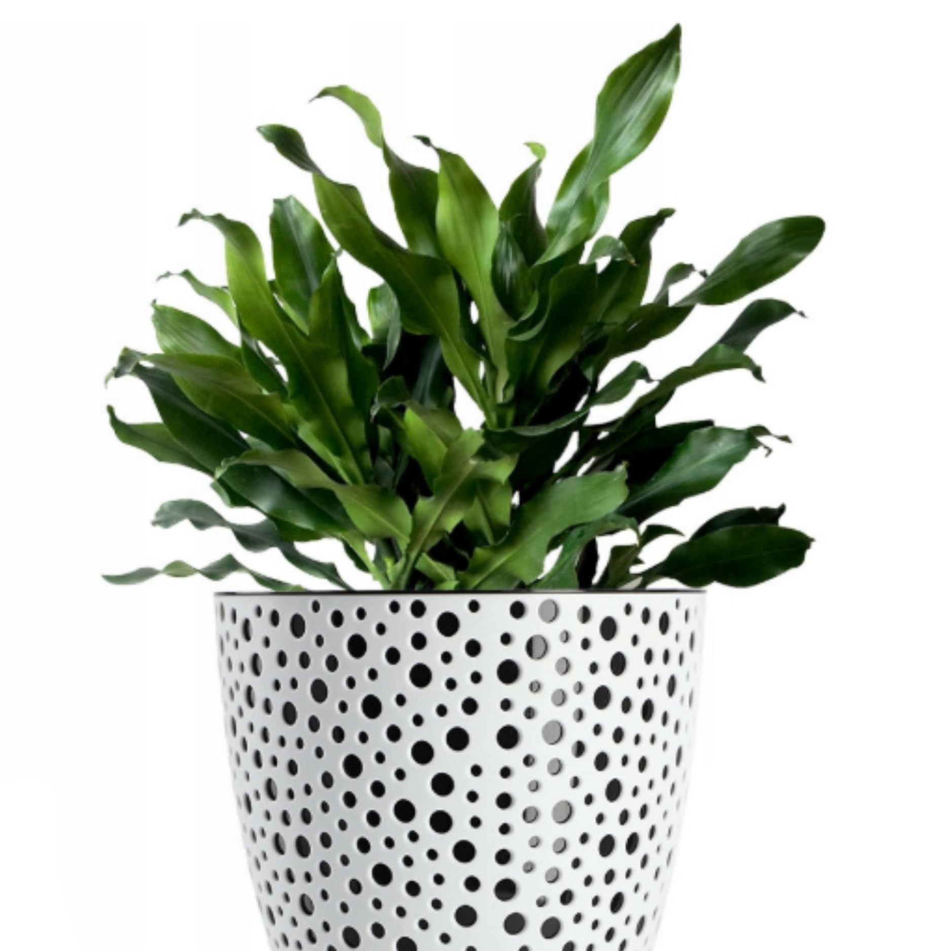 B2C Flowerpot plant pot planter Elza Plastic Crystal Modern Decorative Small Medium Large (15cm, Black)