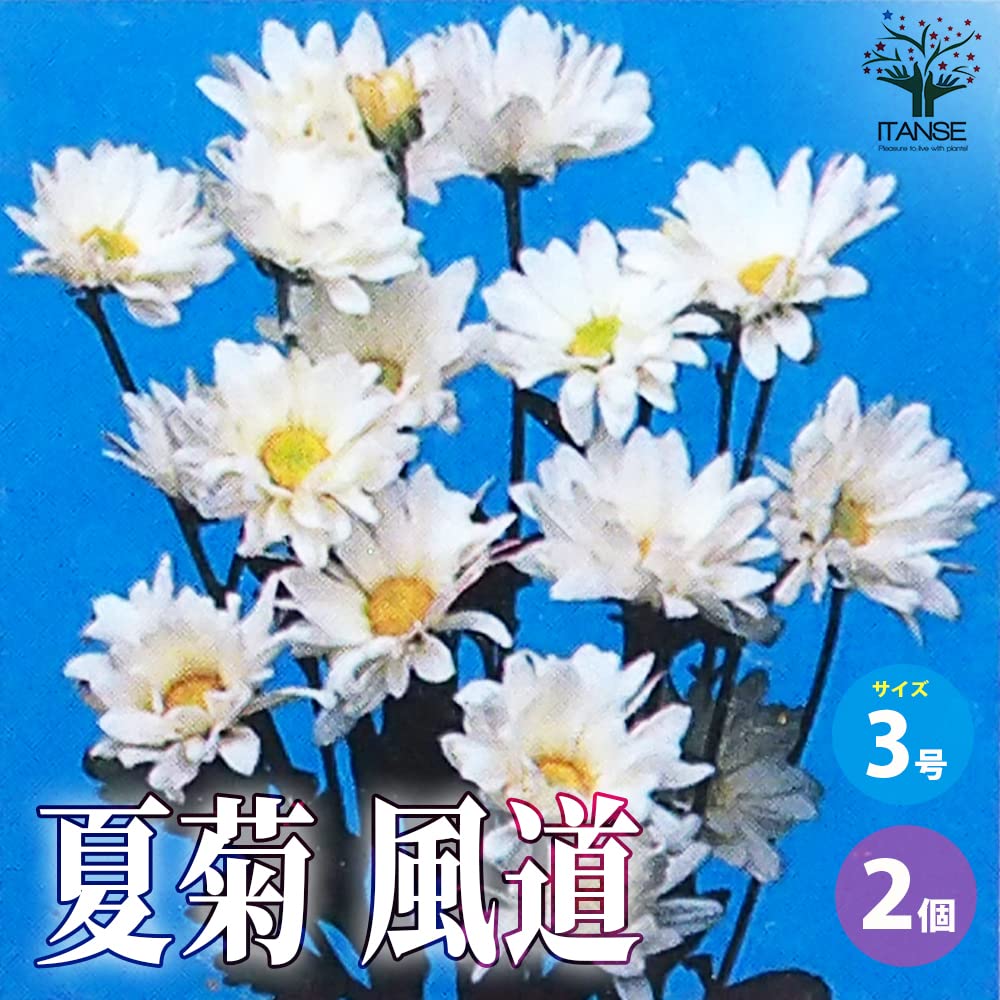 Amazon.co.jp: 夏菊 風道 3号ポット 2個セット【品種で選べる花苗