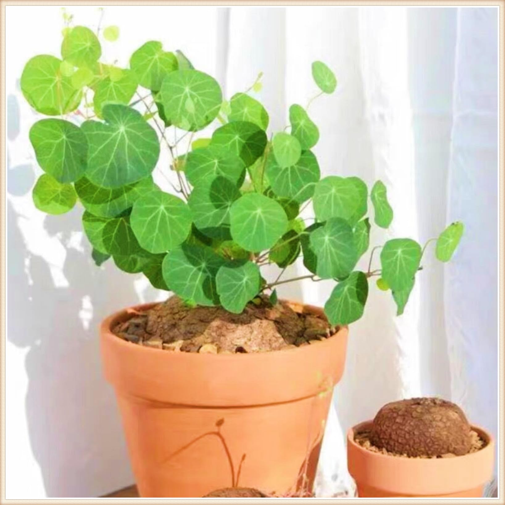 Stephania erecta Live Plant,Stephania erecta Bulb,Wedding Flowers/Potted/Plants/Rhizome/Ornamental-3bulbs-d