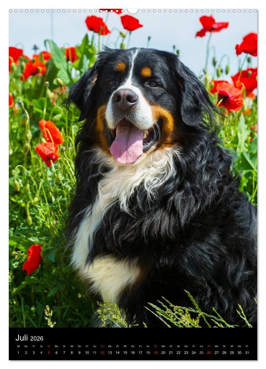 Faszination Berner Sennenhund (hochwertiger Premium Wandkalender 2026 DIN A2 hoch), Kunstdruck in Hochglanz: Auf 13 bezaubernden Fotos begleiten uns Berner Sennenhunde durch das Jahr (CALVENDO Tiere)