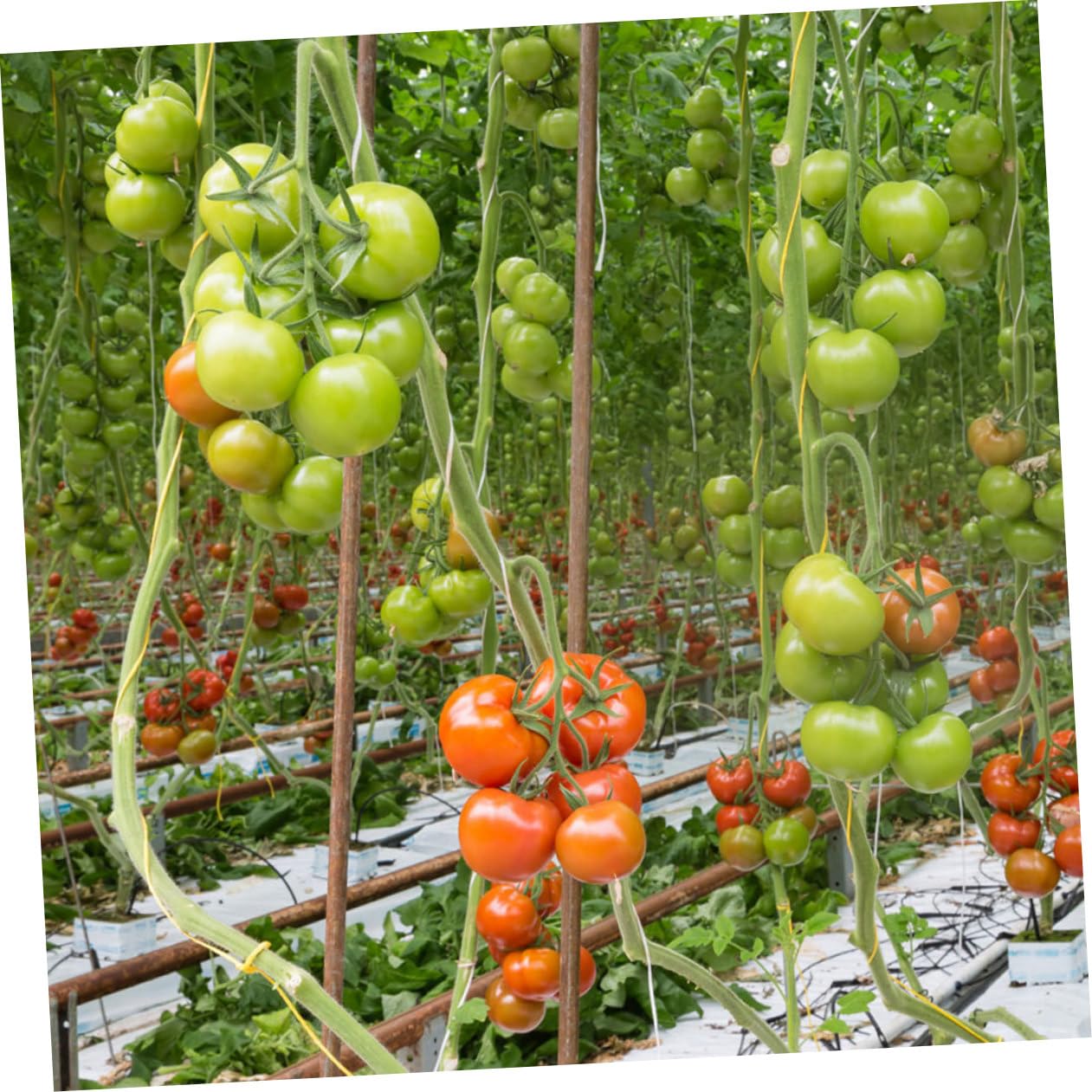 Garneck 2Sets Ganci per Piante da Giardinaggio con Clip per Cetrioli Facile Utilizzo per Ottimizzare e Rendimento