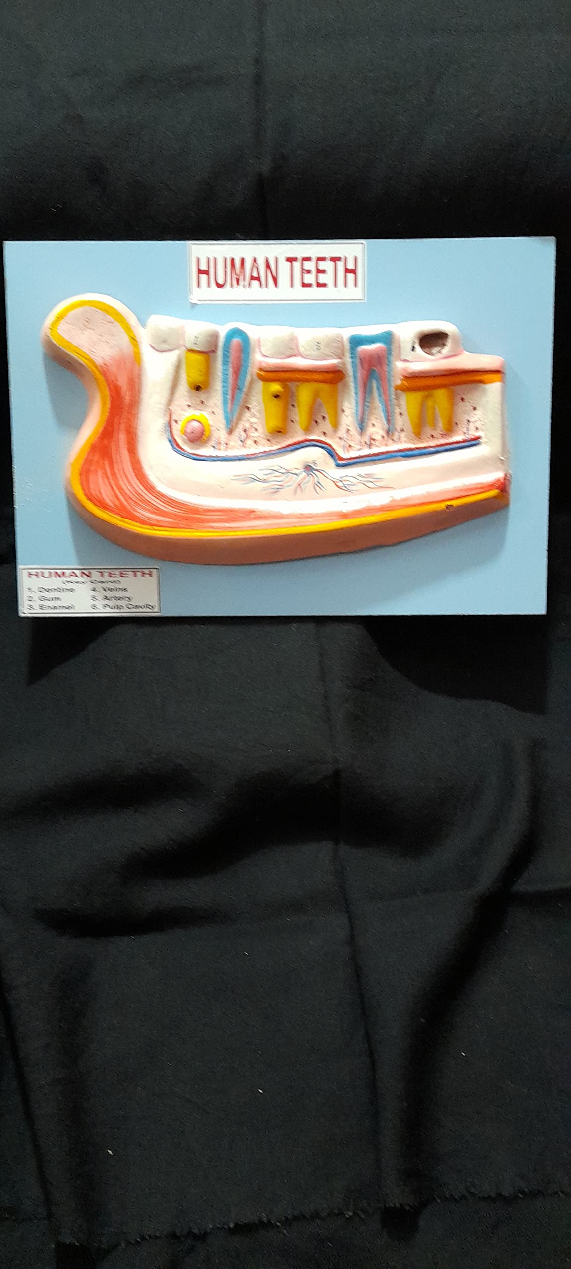 Teeth Model |Human Teeth Model For Students |