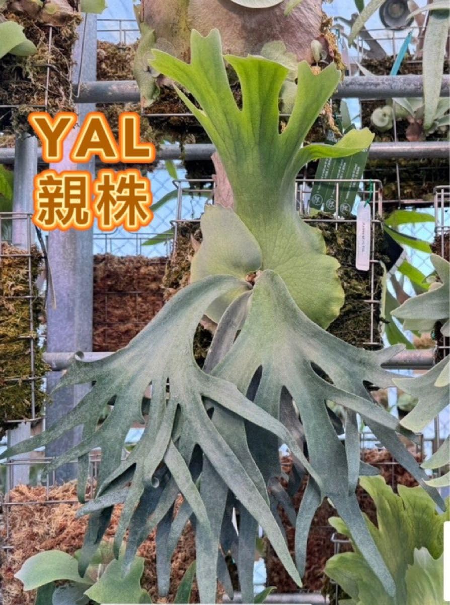 Amazon.co.jp: ビカクシダ P.willinckii YAL OC 子株出品 : おもちゃ