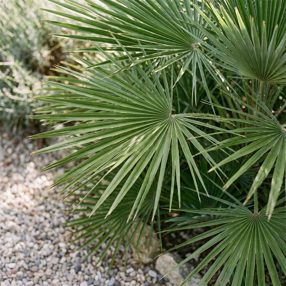 Bloomique - Chamaerops Humilis Vulcano - Palmier nain - Plante de Jardin - Rustique - Hauteur 50-70 cm - Pot 24 cm