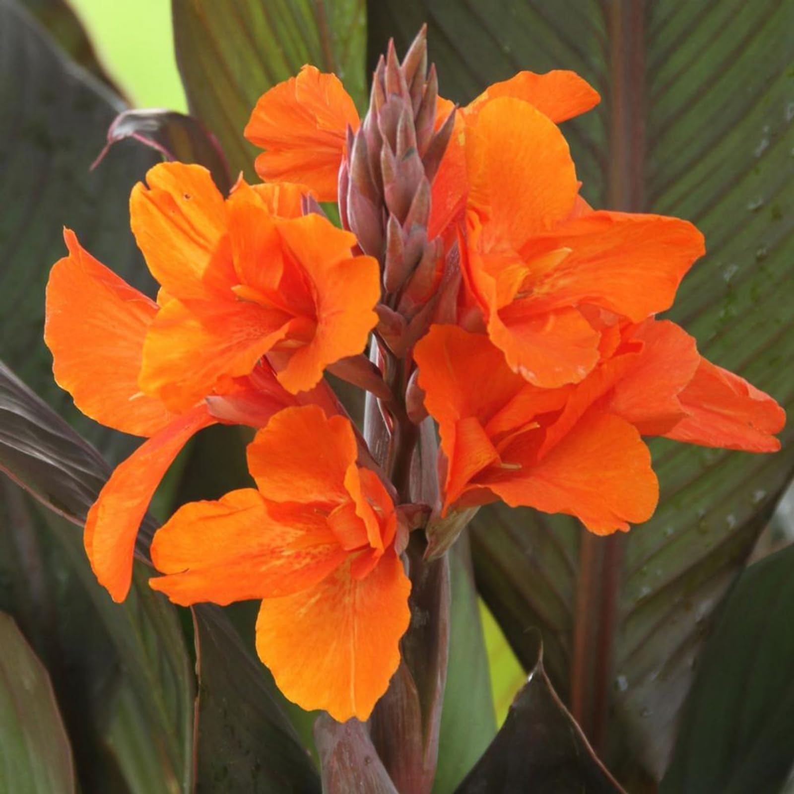 Canna Plants for Sale/Canna Lily Plant Root Excellent Display Indoor Perennial Balcony Garden Bulbs Can Be Potted-3bulbs-J — image 1