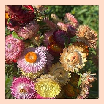 ドライフラワー花材セット。:°ஐ..♡*ヘリクリサム♡♡ Amazon | 大地農園！ドライフラワー 5g分 「ヘリクリサム