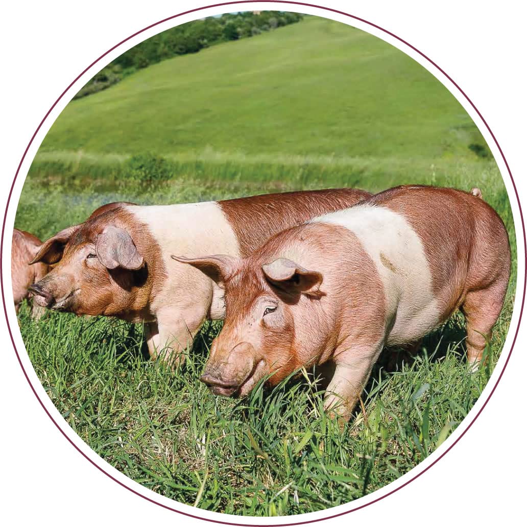 Guanciale/Barbozza artigianale 1.4 KG, Norcercia Umbra senza lattosio IGP senza glutine | Salumificio Cesmar