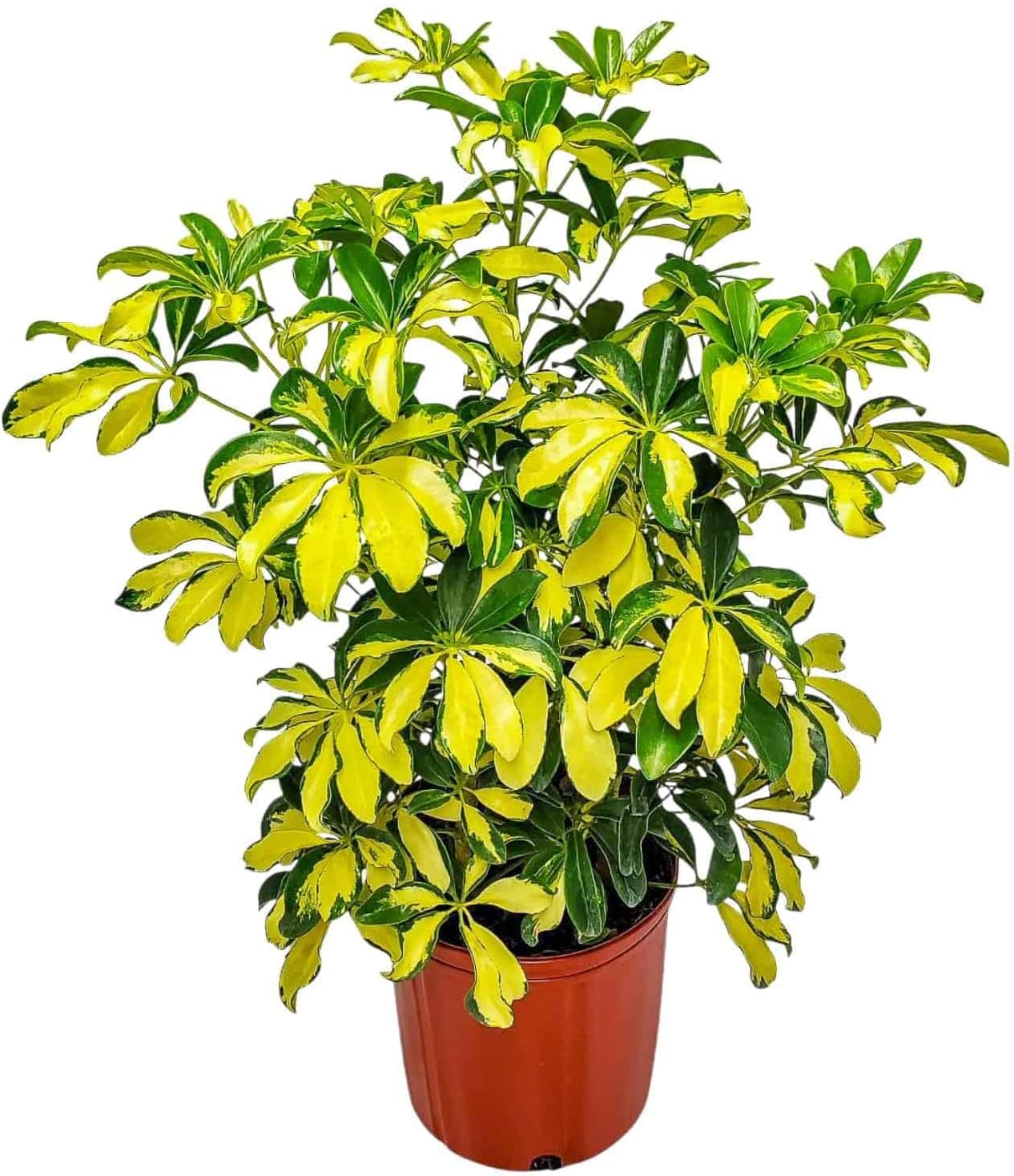 Tropical Plants of Florida Arboricola Trinette Live Plant - Variegated Umbrella Plant, 3 Gallon Pot, 26 to 32 Inch Tall Indoor or Outdoor Tropical Foliage, Easy Care Houseplant Décor